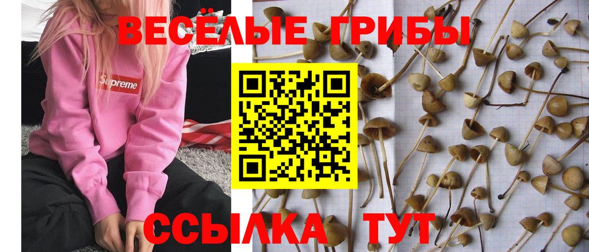 Псилоцибиновые грибы Cubensis Альметьевск